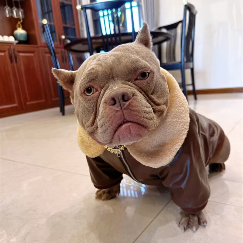 Pug Dog Coat Jacket Winter Fra - Winter Clothing In French recensie en prijs
